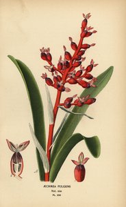 Mercan üzümü, Aechmea fulgens. Edward Step