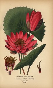 Mısır nilüferi, Nymphaea lotus. by Désiré Georges Jean Marie Bois