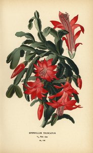 Sahte Noel kaktüsü, Schlumbergera truncata.