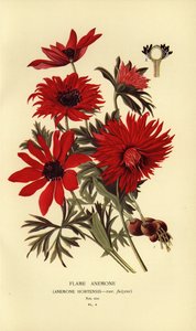 Alev anemon, Anemon hortensis. by Désiré Georges Jean Marie Bois