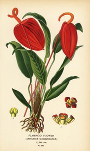 Flamingo çiçeği, Anthurium scherzerianum. Edward Step