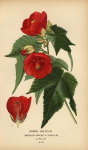 Hibrit çiçeklenme, resimde çiçeklenme. by Désiré Georges Jean Marie Bois
