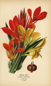 Hint atış, Canna indica melezleri. Edward Step
