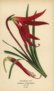 Jakoben zambak, Sprekelia formosissima. Edward Step