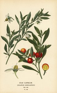 Kudüs kirazı, Solanum pseudocapsicum var. tanrıların