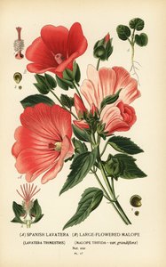 Lavatera trimestris ve Malope trifida. by Désiré Georges Jean Marie Bois