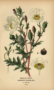 Meksikalı haşhaş, Argemone grandiflora. by Désiré Georges Jean Marie Bois