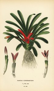 Nidularium scheremetiewii (Karatas scheremetiewi). Edward Step