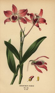 Asil dendrobium orkide, Dendrobium nobile. Edward Step