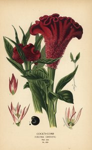 Tüylü horozibiği veya gümüş horoz tarağı, Celosia argentea (Horoz tarağı, Celosia cristata). Edward Step