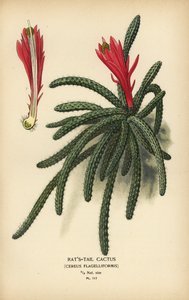 Rattail kaktüs, Disocactus flagelliformis. by Désiré Georges Jean Marie Bois