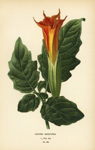 Kırmızı meleğin trompet, Brugmansia sanguinea. Yok olmuş.