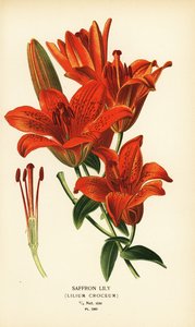 Safran zambak, Lilium croceum. Edward Step