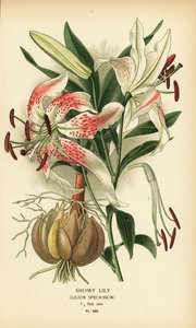 Gösterişli zambak, Lilium speciosum. Edward Step