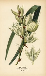 İpek otu, Yucca filamentosa. Edward Step