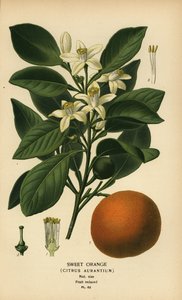 Tatlı portakal, Citrus x aurantium. by Désiré Georges Jean Marie Bois