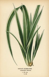 Tahiti vidalı çamı, Pandanus tectorius (Veitch vidalı çamı, Pandanus veitchii). Edward Step