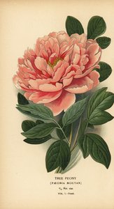 Ağaç şakayık, Paeonia moutan. by Désiré Georges Jean Marie Bois