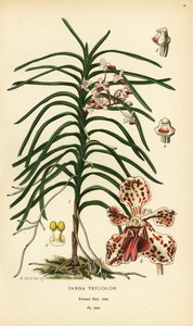 Vanda üç renkli orkide. Edward Step