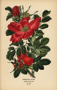 Buruşuk gül, Rosa rugosa. by Désiré Georges Jean Marie Bois