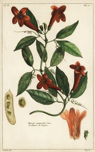 Sarımsak asması, Bignonia equinoctialis by Duchesne Duchesne