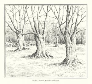 Monkswood, Epping Ormanı (lito) by Duncan Moul