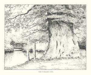 The Walkern Oak (lito) by Duncan Moul
