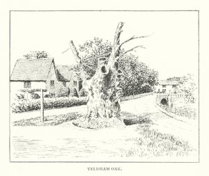 Yeldham Meşesi (taş baskı) by Duncan Moul