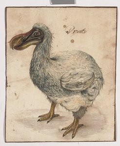 Bir Dodo (kahverengi çerçeveleme çizgileri olan siyah tebeşir, w/c ve arap zamkı izleri)