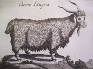 Angora keçisi, Joseph Pitton de Tournefort tarafından yazılan Relation dun Voyage du Levant