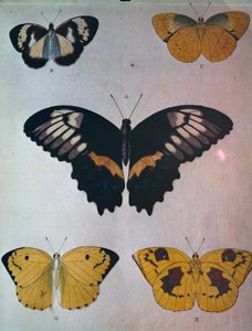kelebekler by Dutch School