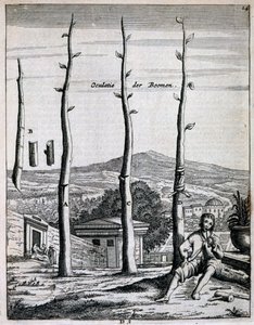 Meyve ağaçları, Jan Commelin tarafından De Nederlandze Hesperides