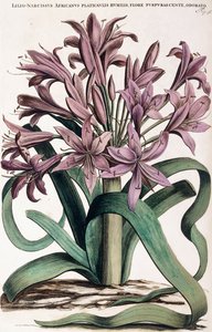 Lillio-Nergis, 1697-1701 by Dutch School