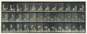 Hayvan Hareketi. Hayvanların Ardışık Evrelerinin Elektro-Fotoğrafik Olarak İncelenmesi ..., 1880