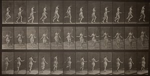 Hayvan Hareketi, Levha 174, 1887. by Eadweard Muybridge
