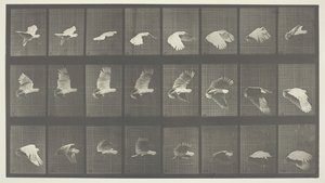 Hayvan Hareketi, Levha 758, 1887. by Eadweard Muybridge