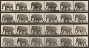 Plaka Numarası 733. Fil yürüyüşü, 1887. by Eadweard Muybridge