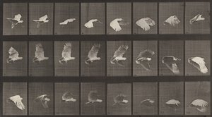 Plaka Numarası 758. Kakadu uçuşu, 1887. by Eadweard Muybridge