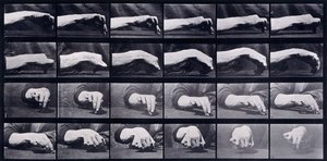 Bir Elin Hareket Etüdü, c.1872-1885 by Eadweard Muybridge