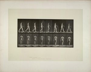 Hayvan hareketi: erkek pelvis bezi, 1887. by Eadweard Muybridge