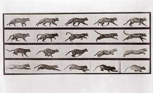 Kedi Koşusu ve dörtnala, Animal Locomotion