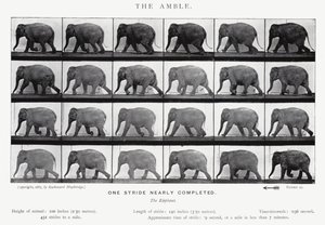 Eadweard Muybridge: Amble (s/b fotoğraf) by Eadweard Muybridge