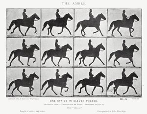 Eadweard Muybridge: Amble (s/b fotoğraf) by Eadweard Muybridge