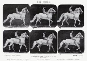 Eadweard Muybridge: Amble by Eadweard Muybridge