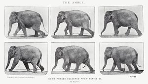 Eadweard Muybridge: Amble by Eadweard Muybridge