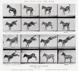 Eadweard Muybridge: The Buck and the Kick (s/b fotoğraf)