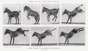 Eadweard Muybridge: The Buck and the Kick (s/b fotoğraf) by Eadweard Muybridge