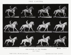 Eadweard Muybridge: Canter (s/b fotoğraf) by Eadweard Muybridge