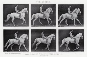 Eadweard Muybridge: Canter (s/b fotoğraf) by Eadweard Muybridge