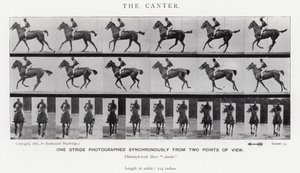 Eadweard Muybridge: Canter (s/b fotoğraf) by Eadweard Muybridge